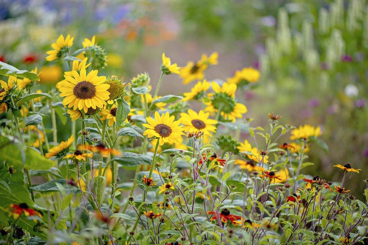 Sunflowers in Elden Foods’ original photo