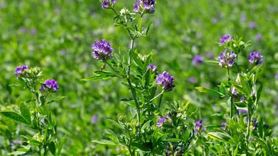 Alfalfa flowers in Elden Foods’ original photo