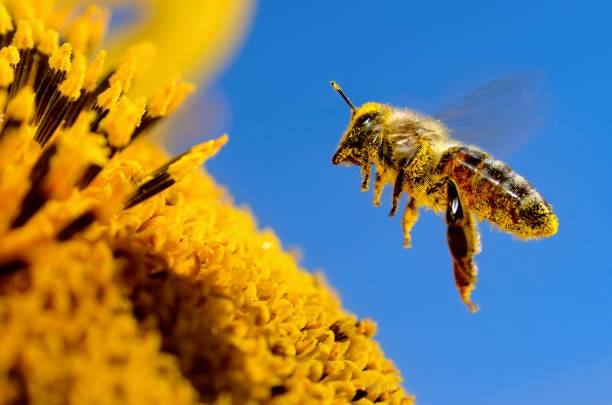 A bee carrying pollen beside a sunflower in Elden Foods’ original gallery